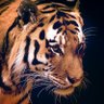 TURKI❤1927's profile picture