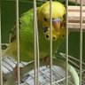 イエローセキセイ profil fotoğrafı