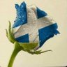 Фото профиля Ali Anderson🏴