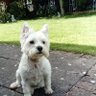Mrs P and Holly dog's profile picture