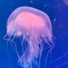 Фото профиля 湿润海风