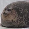 Profilbild von DFArmo