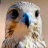 Profilbild von alwafi