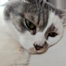 hideめたる's profile picture