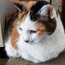 タケトレ's profile picture