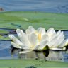 Фото профиля Lilifountains