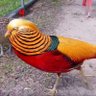 farooqawan's profile picture