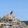 石田 profil fotoğrafı