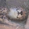 ふく 的头像
