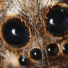 Profilbild von Malenore the spider fairy