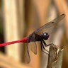 Red Dragon Fly profil fotoğrafı