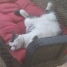 Susan Andersen's profile picture