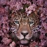 Rahaf.M.S.Safiya's profile picture