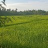 ชอบบ้านๆรุ่นใหญ่ 的头像