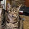 Фото профиля Blair Cats