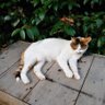山猫☆竜二's profile picture