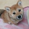 なつうり 的头像