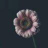 Фото профиля A