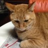 ギン太郎's profile picture