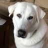 @MooseyDog-IV profil fotoğrafı