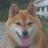 ケロケロロン's profile picture