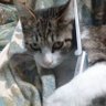 hausmeister's profile picture