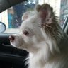 Monia Alawi's profile picture
