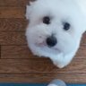 Steve Lee's profile picture