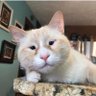 Chukaka's profile picture