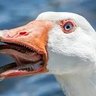 CookedGoose's profile picture
