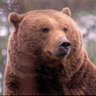 Oso Terra's profile picture