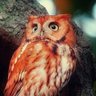 Profilbild von Burung Hantu Merah 🐈‍⬛🦉🏴🏳️