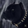 Sajo's profile picture