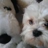 さと's profile picture