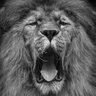 Jaume II*II 🏴's profile picture