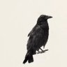 乌鸦的乌_ profil fotoğrafı