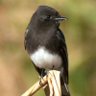 BlackPhoebe 的头像