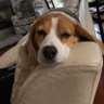 Observations of the Beagle's profile picture