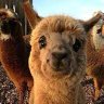 Profilbild von Alpaca Feliz 🌳🇨🇱