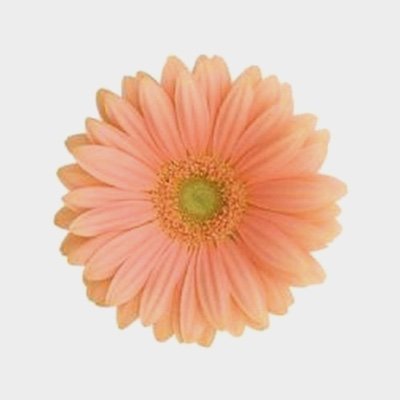 SunshinePeach's profile picture