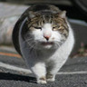 nobu-K's profile picture