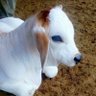 Koka Venkatadri's profile picture