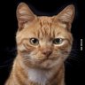 Profilbild von Mačak u čizmama