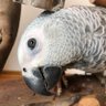 ヨウムの賢治くん♡'s profile picture
