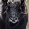 BovinoNatural's profile picture
