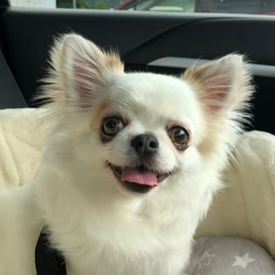 チワワ のベル's profile picture
