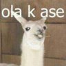 Фото профиля peruvian llama
