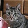 すこて's profile picture