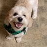 Sandi Martinez Osborn 🇵🇷 profil fotoğrafı