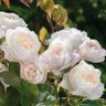 Desdemona Rose Garden's profile picture